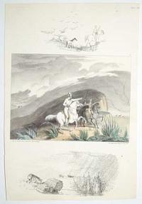 Plate VII. [An orphaned quagga following a hunter.]