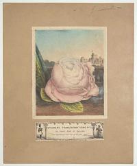 Spooner's Transformations No 5. The Royal Rose of England.