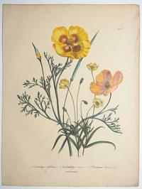 [The Ladies Flower-Garden or Ornamental Annuals.] Pl. 6.