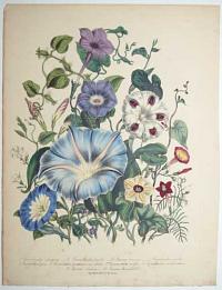 [The Ladies Flower-Garden or Ornamental Annuals.] Pl. 26.
