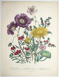 [The Ladies Flower-Garden or Ornamental Annuals.] Pl. 18.