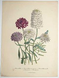[The Ladies Flower-Garden or Ornamental Annuals.] Pl. 12.