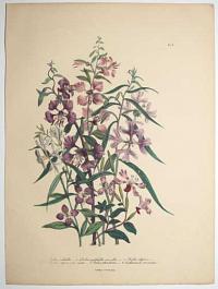 [The Ladies Flower-Garden or Ornamental Annuals.] Pl. 9.