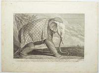 [An Indian elephant in manacles.] Ein in dem Lager angepflöckter, sich niederlegend, oder ausfstehender Elephant.