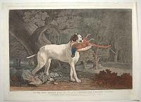 To Sir John Shelley Bar.t This Print of his Celebrated Pointer (Sancho),
