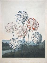 A Group of Carnations.