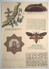 [Album sheet with three watercolours of Death's Head Moths by Albin Roberts Burt.]