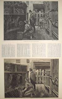 [At Jamrach's, The Dealer in Wild Animals, East London.]