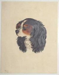 [Cavalier King Charles Spaniel head] "Prince".