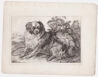 [Papillon Spaniel]