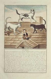 Le Chat.