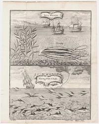 Sea Weeds. Flying-Fish Chase.
