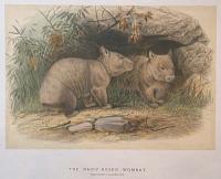 The Hairy-Nosed Wombat.  Phascolomys Lasiorhinus.