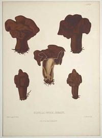 Helvella Infula. Schaeff.