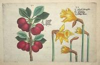 [Cherrys & Daffodils]