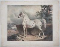 Chevaux De Selle & D Attelage.