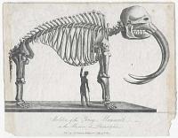 Skeleton of the Young Mammoth in the Museum at Philadelphia.
