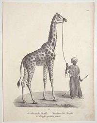 Afrikanische Giraffe. Canielopardalis Giraffa. La Giraffe africain fem&ecirc;lle. 1/16.