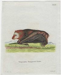 [Large Flying Fox] Vespertilio Vampyrus.