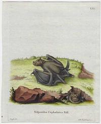[Pallas's tube-nosed bat] Vespertilio Cephalotes Pall.
