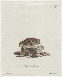 [Eastern red bat] Vespertilio lasiurus.