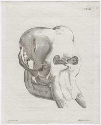 [Elephant skull]
