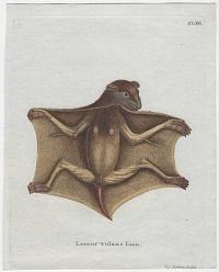 [Philippine Colugo] Lemur volans Linn.