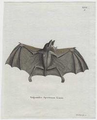 [Spectral bat] Vespertilio Spectrum Linn.