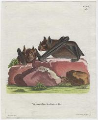 [Greater spear-nosed bat] Vespertilio hastatus Pall.