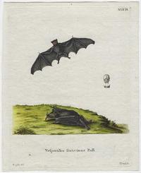 [Pallas's long-tongued bat] Vespertilio soricinus Pall.