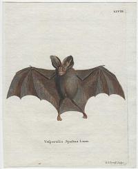 [Lesser false vampire bat] Vespertilio Spasma Linn.
