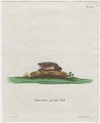 [Painted Bat] Vespertilio pictus Pall.