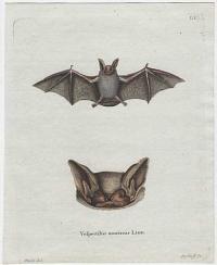 [Parti-coloured bat] Vespertilio murinus Linn.