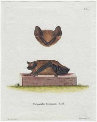 [Serotine bat] Vespertilio serotinus Buff.