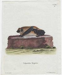 [Schreber's yellow bat] Vespertilio Nigrita.