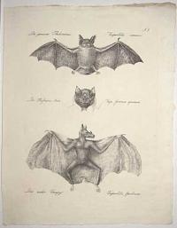 [Common Pipistrelle & Spectral bat] Die gemeine Fledermaus. Verspertilio comunis.