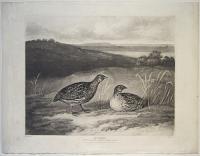 Quails.