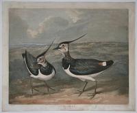 Plovers.
