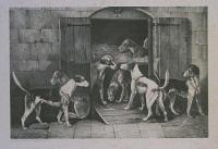[Foxhounds outside their kennels.]