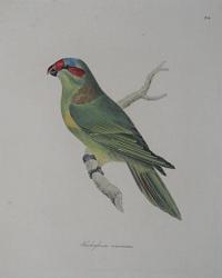 Trichoglossus concinnus.