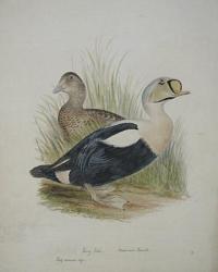 King Eider.