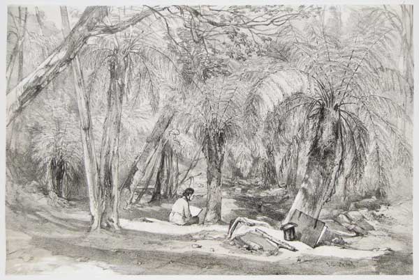 [Fern Tree Valley, Mount Wellington.]