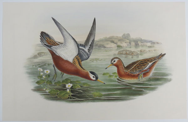 [Phalaropus Fulicarius - Grey Phalarope (Summer plumage).]