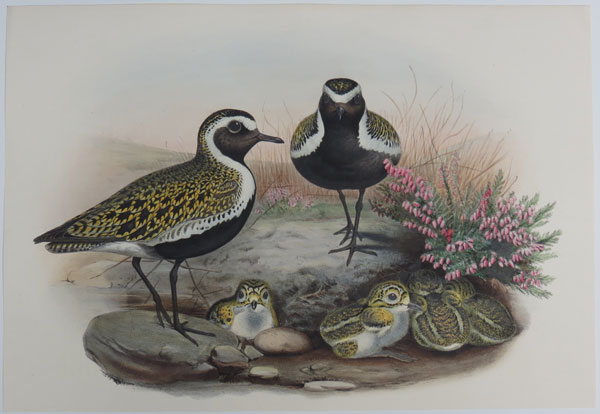[Charadrius pluvialis,Linn. - Golden Plover (Summer plumage).]
