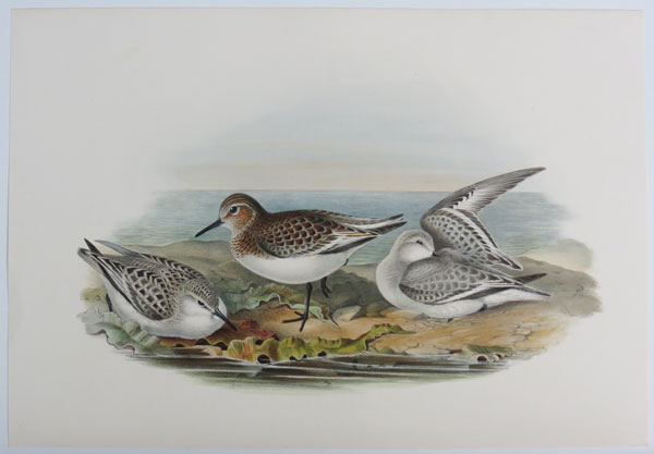 [Calidris arenaria - Sanderling.]