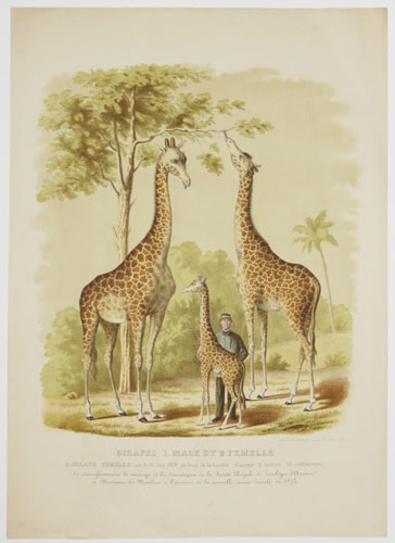 [Baby giraffe born at Antwerp Zoo in 1871, with its parents.]