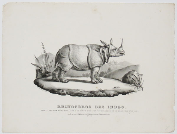 Rhinoceros des Indes.