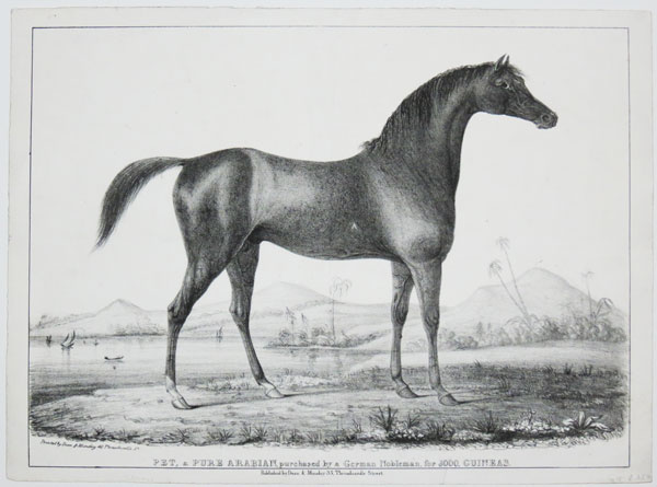 Pet, a Pure Arabian, purchased by a German Nobleman, for 3000, Guineas.