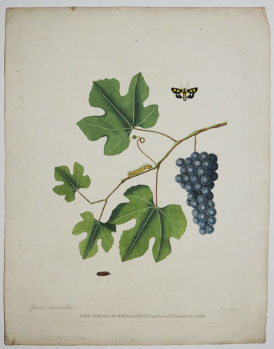[Plates from ''The Natural History of the rarer Lepidopterous Insects of Georgia.