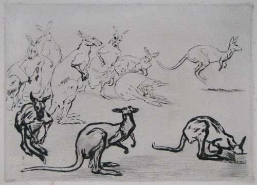 [Studies of kangaroos.]
